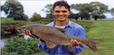 Fish_barbel-fw.JPG (25926 bytes)