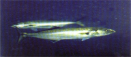 Fish_blue-fish-sw.JPG (21533 bytes)