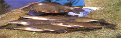 Fish_bream-fw.JPG (32456 bytes)