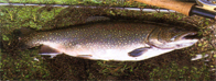 Fish_brook trout_4-fw.JPG (29049 bytes)