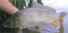 Fish_carp-fw.JPG (16504 bytes)