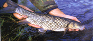 Fish_chub-fw.JPG (29296 bytes)