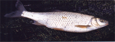 Fish_dace-fw.JPG (26163 bytes)