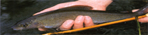 Fish_grayling_1-fw.JPG (18314 bytes)