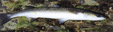 Fish_grey mullet-sw.JPG (30201 bytes)