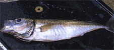 Fish_mackerel-sw.JPG (35327 bytes)
