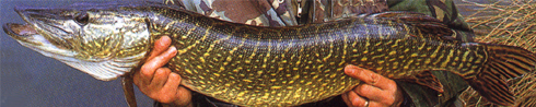 Fish_pike-fw.JPG (94091 bytes)