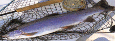 Fish_rainbow trout_2-fw.JPG (35747 bytes)