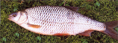 Fish_roach-fw.JPG (45635 bytes)