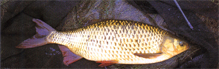 Fish_rudd-fw.JPG (25161 bytes)