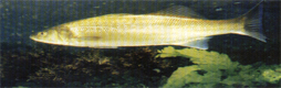 Fish_rudd-fw.JPG (25161 bytes)