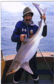 Fish_small sharks-sw.JPG (29518 bytes)