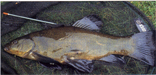 Fish_tench-fw.JPG (22053 bytes)