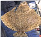 Fish_turbot-sw.JPG (34604 bytes)