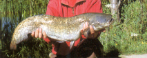 Fish_wels catfish-fw.JPG (34643 bytes)
