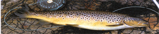 Fish_wild brown trout_3-fw.JPG (40351 bytes)