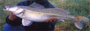 Fish_zander-fw 1.JPG (20209 bytes)