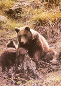 bhunting_brownbear.JPG (44288 bytes)
