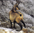 bhunting_chamois.JPG (24241 bytes)