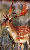 bhunting_fallowdeer.JPG (28314 bytes)