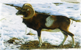 bhunting_muflon.JPG (27614 bytes)
