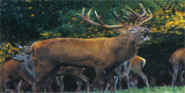 bhunting_reddeer.JPG (28841 bytes)