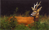 bhunting_roedeer.JPG (24730 bytes)