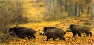 bhunting_wildboar.JPG (32230 bytes)