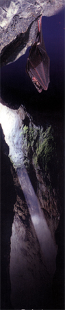 ca_topext_advleft.JPG (42363 bytes)
