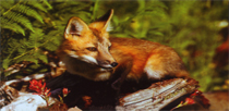 hunting_fox-predators.JPG (35009 bytes)