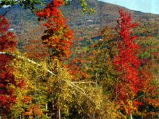 nature_adves.JPG (86531 bytes)