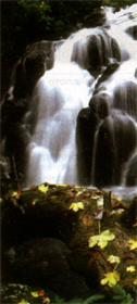 nature_advlia.JPG (47471 bytes)