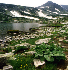 nature_advpr.JPG (98994 bytes)