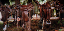 riding_pic1.JPG (37877 bytes)