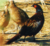 shunting_pheasant.JPG (23768 bytes)
