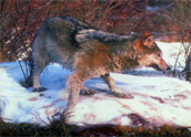 wolf-predators.JPG (38354 bytes)